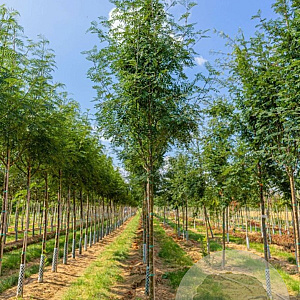 Sorbus aucuparia edulis 16-18 HO draadkluit