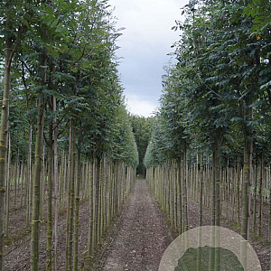 Sorbus aucuparia edulis 16-18 HO draadkluit