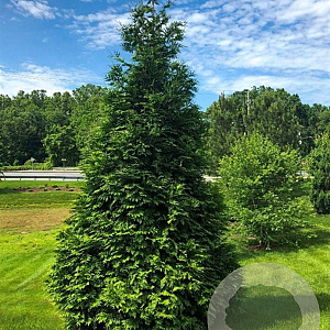 Thuja plicata 'Dura' 350-400 cm draadkluit