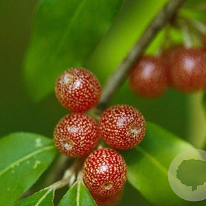 Elaeagnus umb. 'Brilliant Rose' 175-200 cm 30L