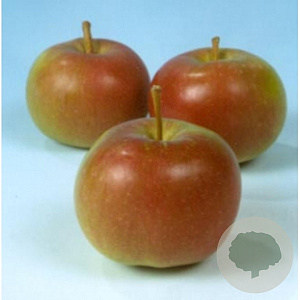 Malus d. 'Idared' 6-8 HO wortelgoed