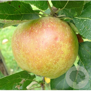 Malus d. 'Karmijn de Sonnaville' 6-8 HO wortelgoed