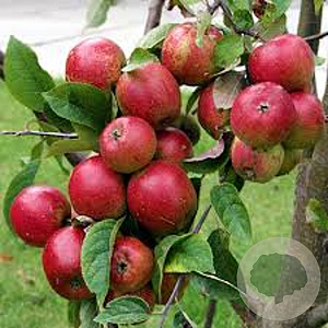 Malus d. 'Red Delicious' 8-10 HA container