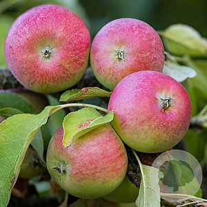 Malus d. 'Rubinstar' 8-10 HO wortelgoed