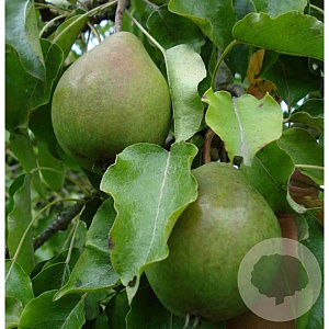 Pyrus c. 'Valse IJsbout' 6-8 HO wortelgoed