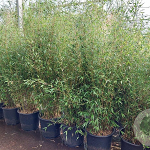 Fargesia denudata 'Xian 1' 200-250 cm 30L