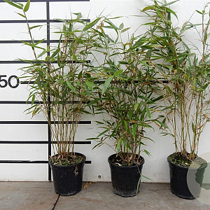 Fargesia robusta 'Pingwu' 40-50 cm 2,5L