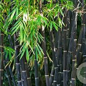 Phyllostachys nigra 250-300 cm 18L