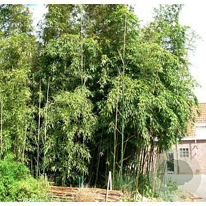 Phyllostachys viridiglaucescens 400-500 cm 30L
