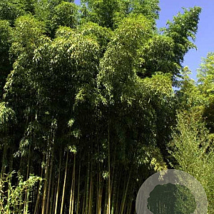 Phyllostachys vivax 'Mclure' 200-300 cm 30L