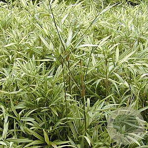 Pleioblastus shibuyanus 'Tsuboi' 10-20 cm 2,0L