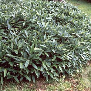 Sasa veitchii 10-20 cm 2,0L