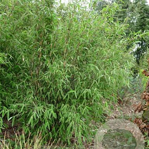 Fargesia nitida 'Viking' 200-250 cm 15L