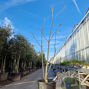 Gymnocladus dioica 250-300 cm container meerstammig