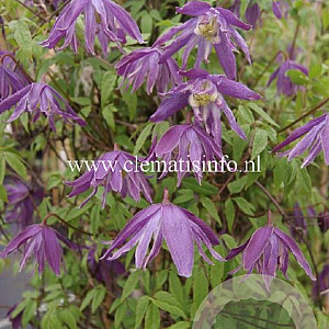 Clematis 'Blue Bird' GM 2,0L leverbaar