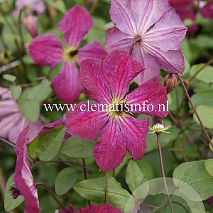 Clematis 'Carmencita' GM 2,0L leverbaar