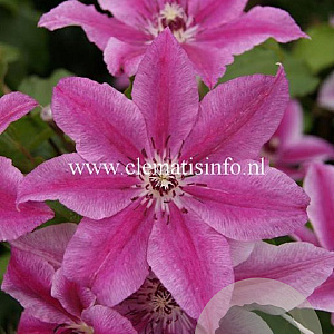 Clematis 'Carnaby' GM 2,0L leverbaar