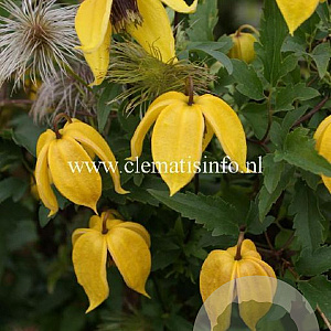Clematis 'Corry' GM 2,0L leverbaar