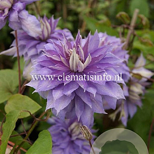 Clematis 'Countess of Lovelace' GM 2,0L leverbaar
