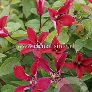 Clematis 'Gravetye Beauty' GM 2,0L leverbaar