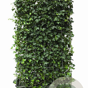 Hedera hibernica 180 hoog Haagelement 100Bx40D