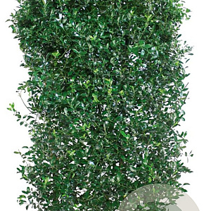 Ilex meservea 'Heckenfee' 200 Hoog Haagelement 100Bx40D