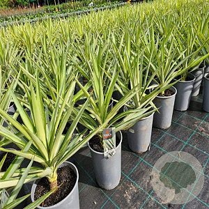 Yucca 'Silver Star' GM 7L