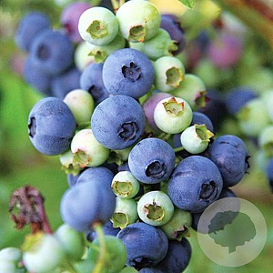 Vaccinium corymbosum 'Hortblue Petite' GM 7L