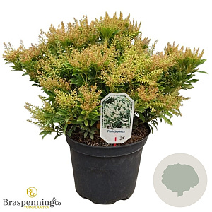 Pieris jap. 'Cupido' 40-50 cm 10L