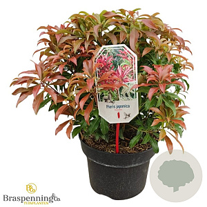 Pieris jap. 'Red Mill' 30-40 cm 5,0L struik