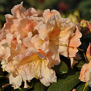 Rhod. 'Apricot Fantasy' geel/oranje 30-40 cm 5,0L struik