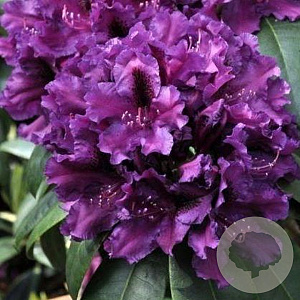 Rhododendron 'Azzuro' paars 30-40 cm 5,0L struik