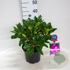Rhododendron 'Blue Print' 30-40 cm 5,0L struik