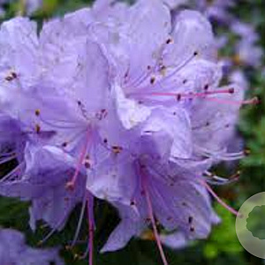 Rhododendron 'Blue Silver' 25-30 cm 3,5L