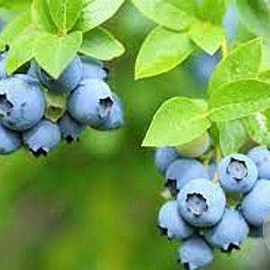 Vaccinium c. 'Patriot' 30-40 cm 3,0L