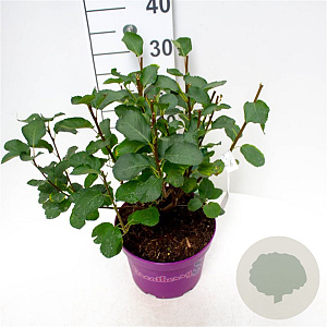 Amelanchier alnifolia 'Greatberry Farm' 40-50 cm 5,0L