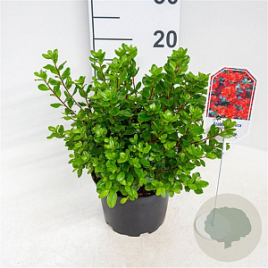 Azalea (J) 'Addy Wery' 20-25 cm 2,0L