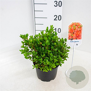 Azalea (J) 'Rex' 20-25 cm 2,0L