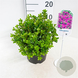 Azalea (J) 'Takako' 20-25 cm 2,0L