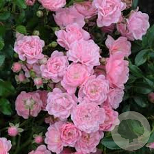Rosa 'The Fairy' 30-40 cm 3,0L
