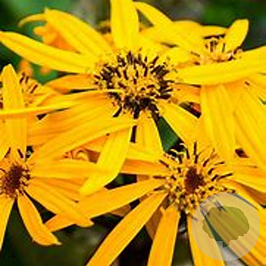 Ligularia d. 'Othello' GM P9