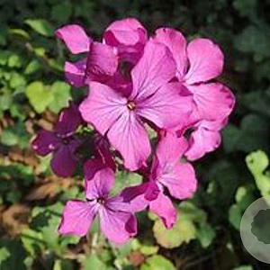 Lunaria annua GM P9