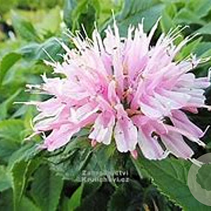 Monarda 'Pink Frosting' GM P9
