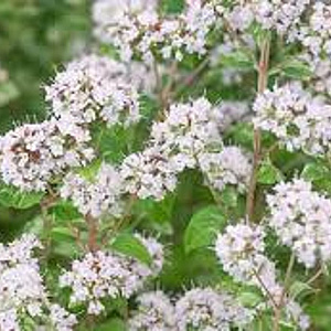 Origanum vulg. 'Faltertreff' GM P9