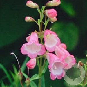 Penstemon 'Apple Blossom' GM P9