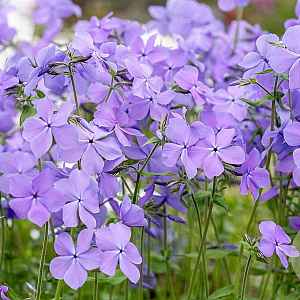Phlox div. 'Blue Moon' GM P9