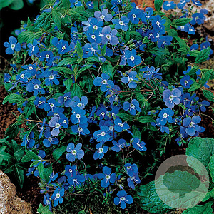 Veronica 'Bergen Blue' GM P9