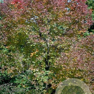 Fraxinus americana 'Autumn Purple' 16-18 HO draadkluit