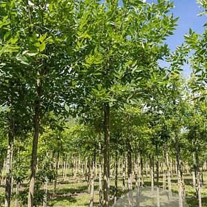 Fraxinus pennsylvanica 'Summit' 16-18 HO draadkluit