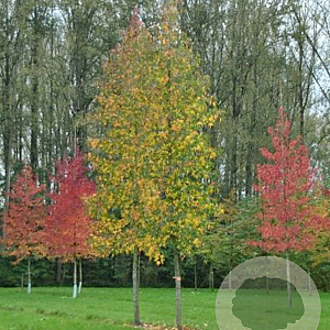 Liquidambar styraciflua 'Moraine' 16-18 HO draadkluit